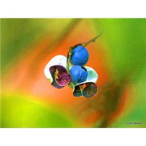 風景専門店あゆわら 《アートフォトフレーム》青い実弾く（ノササゲ） 〔自然写真・藤田稔〕 - 拡大画像