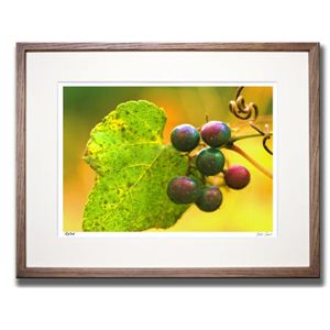 風景専門店あゆわら 《アートフォトフレーム》ノブドウ 〔自然写真・藤田稔〕 - 拡大画像