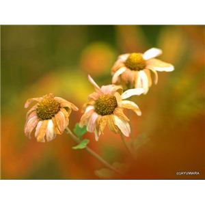 風景専門店あゆわら 《アートフォトフレーム》枯れ花の彩り（リュウノウギク） 〔自然写真・藤田稔〕 - 拡大画像