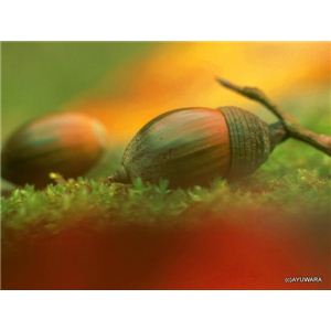 風景専門店あゆわら 《アートフォトフレーム》どんぐり 〔自然写真・藤田稔〕 - 拡大画像