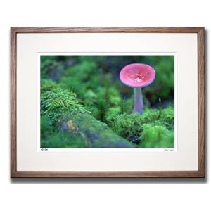 風景専門店あゆわら 《アートフォトフレーム》森のキノコ 〔自然写真・藤田稔〕 - 拡大画像