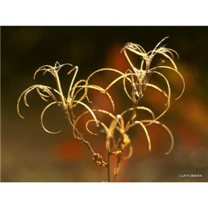 風景専門店あゆわら 《アートフォトフレーム》枯れ花光る 〔自然写真・藤田稔〕 - 拡大画像