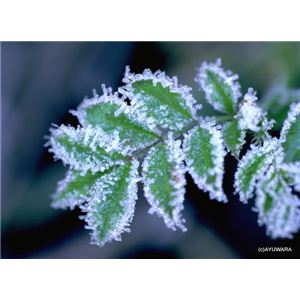 風景専門店あゆわら 《アートフォトフレーム》霜の装い（ノイバラ） 〔自然写真・藤田稔〕 - 拡大画像