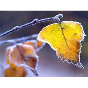 風景専門店あゆわら 《アートフォトフレーム》霜の装い（シラカバ） 〔自然写真・藤田稔〕 - 拡大画像