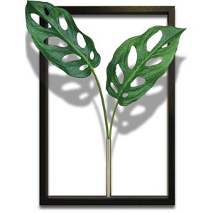 風景専門店あゆわら 《リーフパネル》F-style Tuinie （エフスタイル・ツイーニー）Monstera friedrichsthalii（モンステラ マドカズラ）