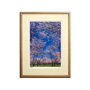 風景専門店あゆわら 《アートフォトフレーム》 桜5／東川町 【富良野・高橋真澄】