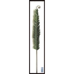 �ԥ꡼�եѥͥ��Fern splay(�ե��󥹥ץ쥤)