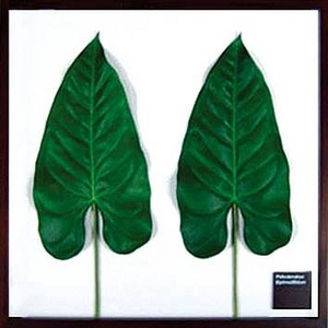 s[tpltAnthurium leaf(AXE[t) ^Cv2 yTCY 625x625x30mmz