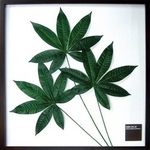 �ԥ꡼�եѥͥ��Pachira glabra (�ѥ��� ����֥� )