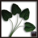 �ԥ꡼�եѥͥ��Hosta.cv(���ܥ���/������)