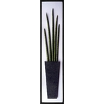 �ԥ꡼�եѥͥ��Sansevieria stuckyi(���󥻥٥ꥢ�������å���/�������)