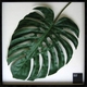 �ԥ꡼�եѥͥ��Monstera deliciosa(��󥹥ƥ� �ǥꥷ����) ������15 �ڥ����� 625x625x30mm��