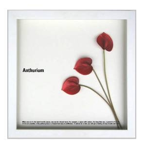 st[t[tF-style Frame Anthurium /red(AXE/bh)