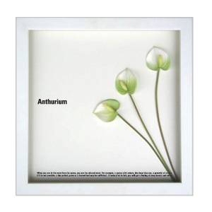 st[t[tF-style Frame Anthurium /white(AXE/zCg)