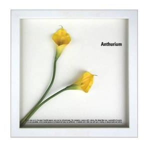 st[t[tF-style Frame Anthurium /yellow(AXE/CG[)