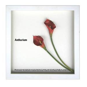 st[t[tF-style Frame Anthurium /red II(AXE/bh2)