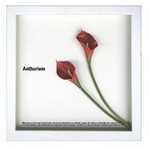 �����륫��ܡ��ɡ��ԥե��ե졼���F-style��Frame��Anthurium��/red��II(���󥹥ꥦ��/��å�2)
