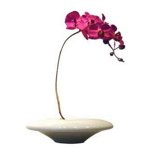 sԁEԕrtF-style vase Moth orchid(XEI[Lbh(Ӓ))