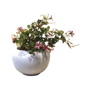 sԁEԕrtF-style vase Violet wood-sorrel(oCIbg Ebh \(TLJ^o~))