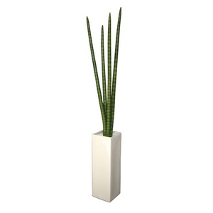 slHϗtAtF-style vase Sansevieria Stucky(TZxA X^bL[)