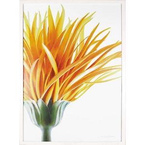 �s�A�[�g�t���[���t�A���}���[ �s�[�^�[=�W���[�}���I�����W �t�����[