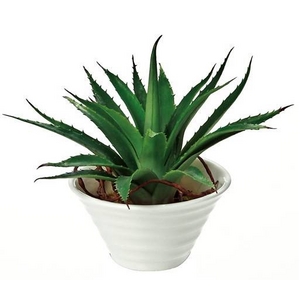 �s���ԁE�ԕr�t�N���G�C�e�B�u�t�����[�A�[�g �A�K�x�E�P���V�[