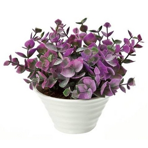 �s�l�H�ϗt�A���t�N���G�C�e�B�u�t�����[�A�[�g ���[�J���i�p�[�v���j