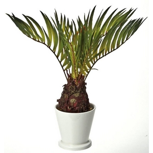 �s�l�H�ϗt�A���t�N���G�C�e�B�u�t�����[�A�[�g �T�S�E�p�[��