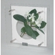 �ԥե��ե졼���HEARTFUL PLANTS 0128(���ƥե��Υ��������)
