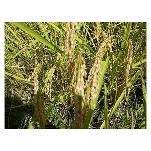 21年産山形県庄内ひとめぼれ 30kg(10kgx3)
