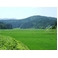 21年産 山形県庄内産はえぬき 10kg入り