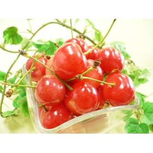 �v�`���ƒe���邨�������y�R�`�Y�������� �g�G�� 500g�z