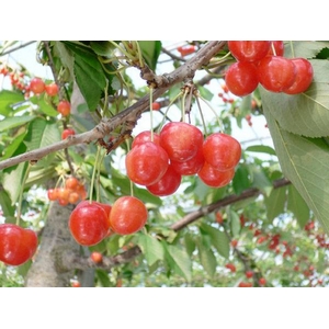 山形産さくらんぼ 紅秀峰 500g