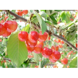 山形産さくらんぼ 紅秀峰 500g