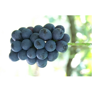 【9月30日で終了】長野県産ぶどう（ナガノパープル） 2kg（約5〜6房）
