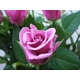 生花 20本紫バラ花束 - 縮小画像3
