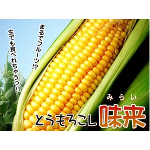 生でも食べられる！千葉県産とうもろこし味来5kg（11本～17本）