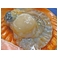 伊勢志摩産 緋扇貝(ヒオウギガイ) 30ヶ
