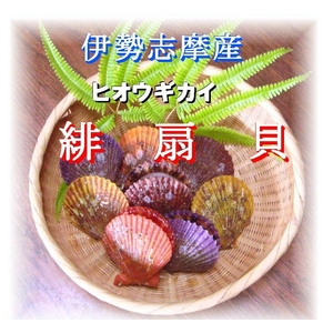 伊勢志摩産 緋扇貝(ヒオウギガイ) 30ヶ