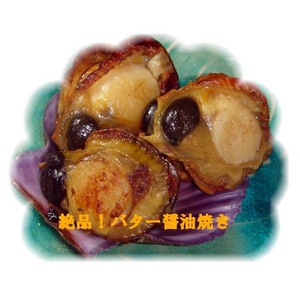 伊勢志摩産 緋扇貝(ヒオウギガイ) 50ヶ