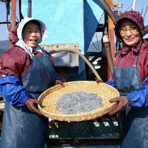 豊後水道　別府湾産ちりめん　１袋１００ｇ×５袋入り