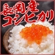 平成22年産新米！新潟県長岡産コシヒカリ10ｋｇ 