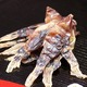 ほたるいかの素干し 大容量300尾
