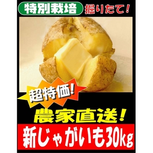 ���ʍ͔|�_�ƒ����u�V���Ⴊ�����vM�`2L�T�C�Y 30kg�i10kg���~3�j