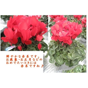 【2010年12月初旬より順次発送】 5年連続農林水産省鉢花部門受賞!ギフトに喜ばれる一品です♪ プレミアムシクラメン 【根本園芸】【赤系】 5号鉢