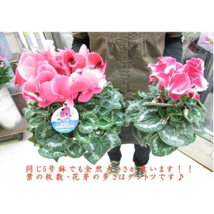【2010年12月初旬より順次発送】 5年連続農林水産省鉢花部門受賞!ギフトに喜ばれる一品です♪ プレミアムシクラメン 【根本園芸】【赤系】 5号鉢