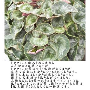 【2010年12月初旬より順次発送】 5年連続農林水産省鉢花部門受賞!ギフトに喜ばれる一品です♪ プレミアムシクラメン 【根本園芸】【赤系】 5号鉢