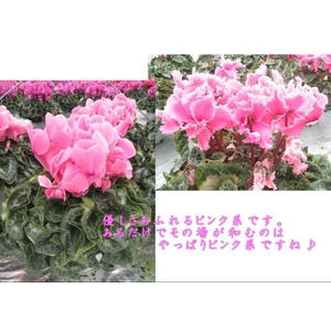 TNA_ѐYȔԕ܁I~̉Ԃ̑\I v~AVN@y{|zysNnz 5