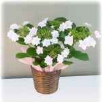 【母の日ギフト】アジサイ 隅田の花火 バスケット 5号鉢(5月5日まで注文可)