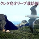 クレタ産エキストラバージンオーガニックオリーブオイル 2本セット - 縮小画像3